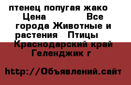 птенец попугая жако  › Цена ­ 60 000 - Все города Животные и растения » Птицы   . Краснодарский край,Геленджик г.